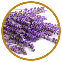 Tác Dụng Kỳ Diệu Của Tinh Dầu Oải Hương