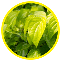 Lợi Ích Và Ứng Dụng Của Tinh Dầu Lá Trầu Không Mới Nhất