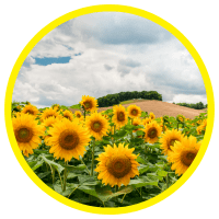 15 Lợi Ích Tuyệt Vời Của Hướng Dương Đối Với Sức Khoẻ