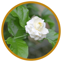 8 Tác Dụng Tuyệt Vời Của Tinh Dầu Hoa Nhài Cho Sức Khỏe Và Sắc Đẹp