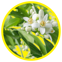 12 Lợi Ích Tuyệt Vời Của Tinh Dầu Hoa Cam Đối Với Sức Khỏe