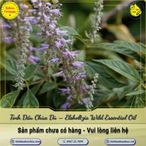 Tinh Dầu Chùa Dù – Elsholtzia Wild Essential Oil