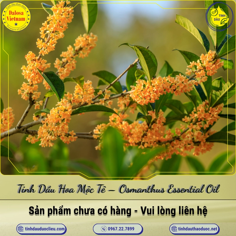 Tinh Dầu Hoa Mộc Tê - Osmanthus Essential Oil 1 Tinh Dầu Hoa Mộc Tê – Osmanthus Essential Oil