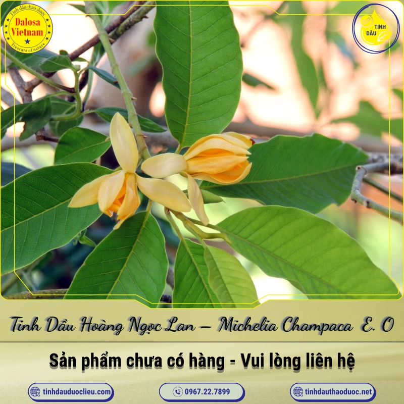 Tinh Dầu Hoàng Ngọc Lan - Michelia Champaca Essential Oil 1 Tinh Dầu Hoàng Ngọc Lan – Michelia Champaca Essential Oil