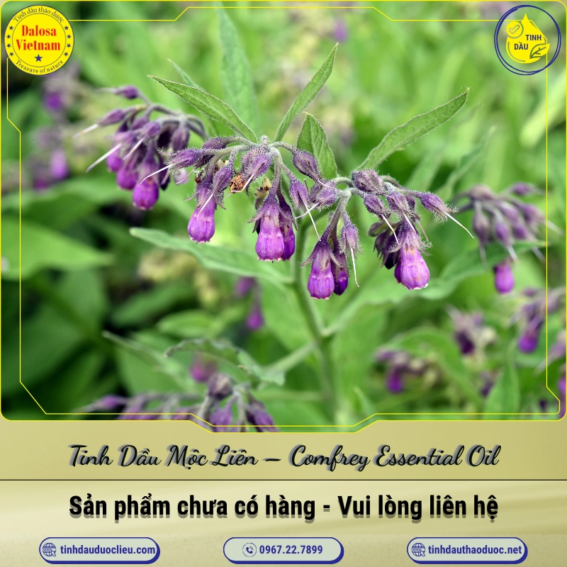 Tinh Dầu Mộc Liên - Comfrey Essential Oil 1 Tinh Dầu Mộc Liên – Comfrey Essential Oil