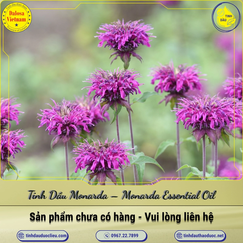 Tinh Dầu Monarda - Monarda Essential Oil 1 Tinh Dầu Monarda – Monarda Essential Oil
