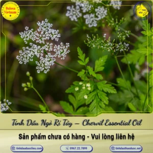 Tinh Dầu Ngò Rí Tây – Chervil Essential Oil