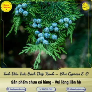 Tinh Dầu Trắc Bách Diệp Xanh – Blue Cypress Essential Oil