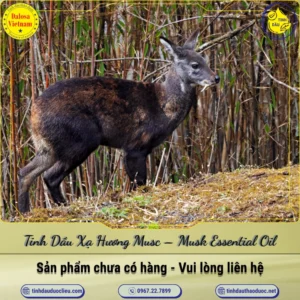 Tinh Dầu Xạ Hương Musc – Musk Essential Oil