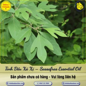 Tinh Dầu Xá Xị – Sassafras Essential Oil