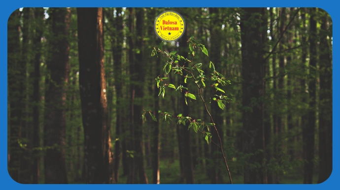 8 cách gọi khác của Tinh dầu Đàn hương – Sandalwood Essential Oil