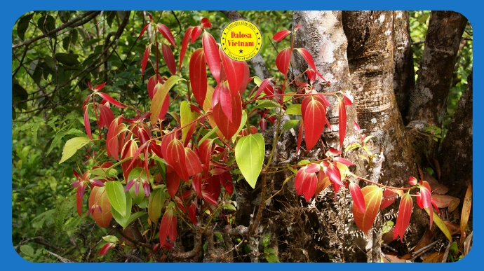 Chồi lá non đỏ của cây quế (Cinnamomum) trên thân gỗ tự nhiên, hình đại diện bài viết về Cinnamaldehyde trong tinh dầu Vỏ Quế.
