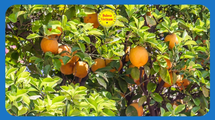 Chùm quả cam ngọt chín vàng trên cây, hình đại diện bài viết về hoạt chất chính trong tinh dầu cam ngọt D-Limonene.