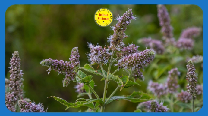 Cành hoa cây bạc hà lục (Mentha spicata) nở tím ngoài tự nhiên, hình đại diện bài viết phân tích 2 hoạt chất chính trong tinh dầu bạc hà lục.